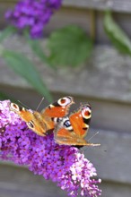 Peacock butterfly (Inachis io) two butterflies sucking nectar on summer lilac (Buddleja davidii),