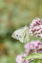 A Cabbage butterfly (Pieris brassicae) sucking nectar on the flower of a Hemp agrimony