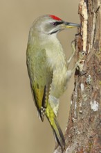 Grey-headed woodpecker (Picus canus), male sitting on a tree stump overgrown with moss and lichen,