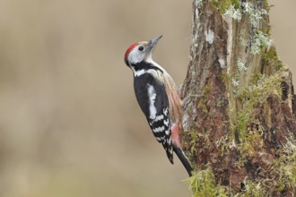 Middle spotted woodpecker (Dendrocopos medius) foraging on dead wood of an oak (Quercus),