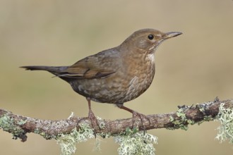 Blackbird (Turdus merula), female, sitting on a lichen-covered branch in the forest, Wilnsdorf,