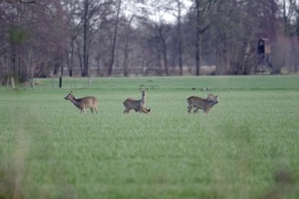 Roe deer (Capreolus capreolus), landscape, hunting, winter, high seat, North Rhine-Westphalia,