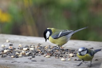 Great tit (Parus major), blue tit, bird feeder, hungry, coloured, Germany, Two titmice sitting on a