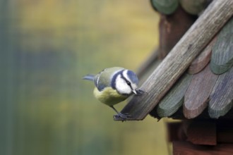 Blue tit (Cyanistes caeruleus), bird house, coloured, bird feeding, Germany, The cute blue tit is