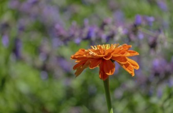 An orange zinnia (Zinnia) is in focus against a soft green and purple background in a garden, North