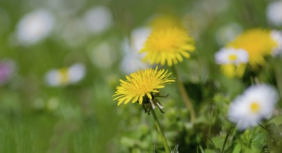 Blooming dandelions in a green meadow with blurry white flowers in the background, Palatinate,