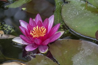Pink water lily with yellow stamens floating on a calm pond with green leaves, (Nymphaea),