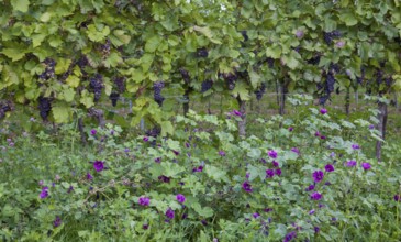 Grapevines with ripe grapes hang over a field with purple flowers in a green vineyard, Palatinate,