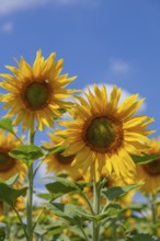 Sunflowers (Helianthus annuus) in front of a clear blue sky, sunlit and vibrant, Palatinate,
