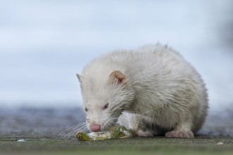 A mink (Neovison vison) with albinism has captured a shore crab, prey, hunting, success, albino,