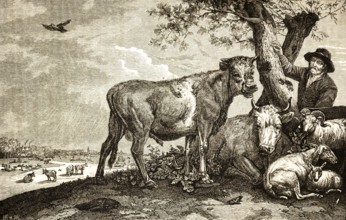 The Young Bull, after Paul Potter (1625-1654) Dutch Baroque painter, animal portrait, landscape,