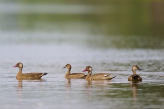 Three ducks swimming calmly on a lake surrounded by green nature, red-billed whistling duck, autumn