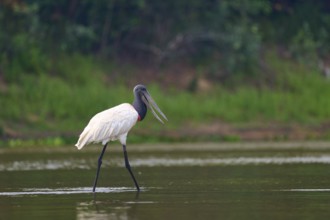 A single Jabiru strides gracefully through the shallow water near the edge of a forest, Jabiru