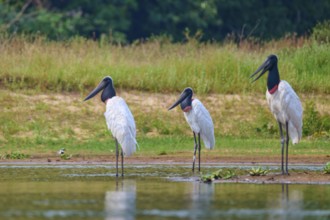 Three birds standing side by side at the edge of a natural body of water, Jabiru (Jabiru mycteria),