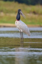 An alert bird stands in shallow water with natural surroundings, Jabiru (Jabiru mycteria), Rio