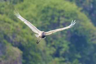 A bird in flight against a background of green trees, Jabiru (Jabiru mycteria), Rio Negro,