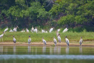 A group of storks stands on the bank of a body of water against a green background, Wood Stork