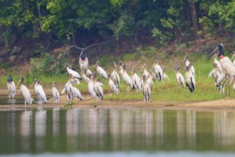 Storks gather at the edge of a body of water in a tranquil landscape, Wood Stork (Mycteria
