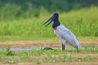 A single bird sits in the tall grass and looks into the distance, Jabiru (Jabiru mycteria), Rio