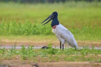 A bird with a characteristic neck sits attentively in a meadow, Jabiru (Jabiru mycteria), Rio