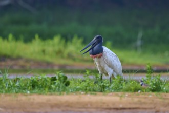 A bird sitting upright on green grass at the edge of a body of water, Jabiru (Jabiru mycteria), Rio