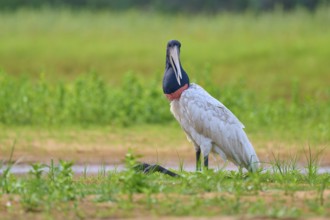 A bird with a black neck sits on a green meadow by a watercourse, Jabiru (Jabiru mycteria), Rio