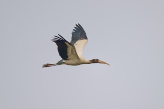A flying stork with wings outstretched in the sky, wood stork (Mycteria americana), Rio Negro,