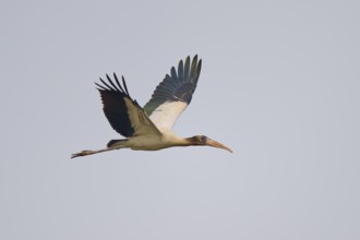 A stork in flight against a clear sky, spreading its wings, Wood Stork (Mycteria americana), Rio