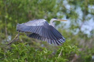 A heron flies gently over the green leaves of the forest, Cocoi Heron (Ardea cocoi), Rio Negro,