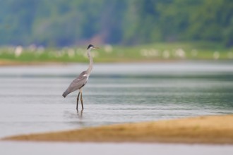 Heron standing in still water, surrounded by natural beauty, Cocoi Heron (Ardea cocoi), Rio Negro,