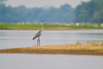 Heron standing peacefully on the shore of a calm body of water, Cocoi Heron (Ardea cocoi), Rio