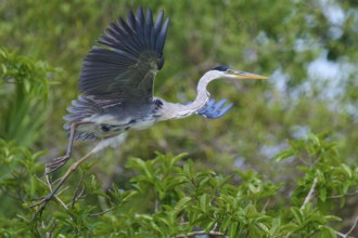 A heron in majestic flight, surrounded by dense greenery, Cocoi Heron (Ardea cocoi), Rio Negro,