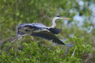 Heron hovering elegantly in flight over a lush green forest, Cocoi Heron (Ardea cocoi), Rio Negro,