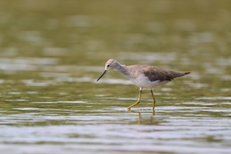 A bird stands in shallow water surrounded by a natural environment, Solitary sandpiper (Tringa
