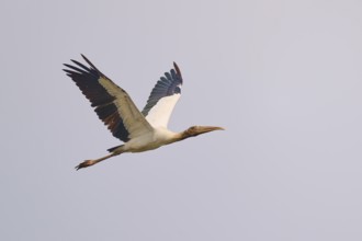A stork flies majestically through the sky with outstretched wings, wood stork (Mycteria