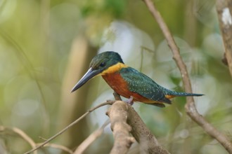 A kingfisher can be seen on a branch with a green background, surrounded by branches, Red-breasted