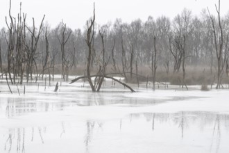 Moorland in fog, Emsland, Lower Saxony, Germany