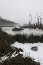 Moorland in fog, Emsland, Lower Saxony, Germany