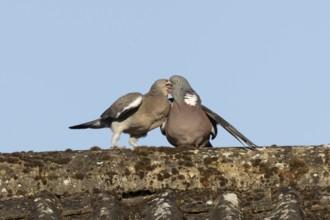 Wood pigeon (Columba palumbus) adult garden bird feeding a juvenile baby squab bird on a house roof