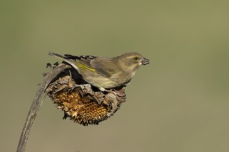 Eurasian greenfinch (Chloris chloris) adult garden bird feeding on sunflower seedhead seeds in