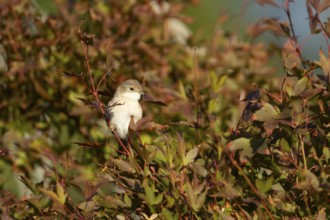 Lesser whitethroat (Curruca curruca) adult bird on a garden shrub with red autumn colour leaves,