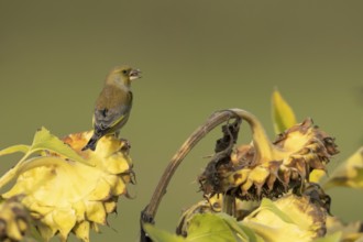 Eurasian greenfinch (Chloris chloris) adult garden bird feeding on sunflower seedhead seeds in