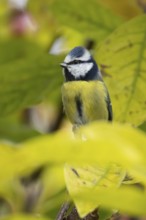 Blue tit (Cyanistes caeruleus) adult garden bird on a magnolia tree branch with autumn colour