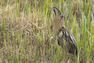 Eurasian or Great bittern (Botaurus stellaris) adult bird in a reedbed in spring, RSPB Minsmere