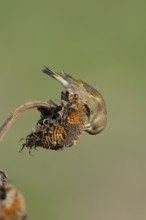 Eurasian greenfinch (Chloris chloris) adult garden bird feeding on sunflower seedhead seeds in