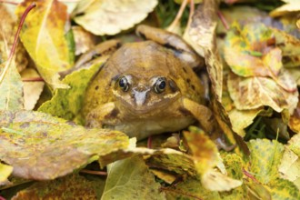 Common frog (Rana temporaria) adult amphibian on fallen autumn leaves in a garden, England, United
