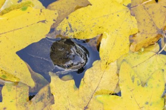 Common frog (Rana temporaria) adult amphibian on the water surface of a pond with fallen autumn