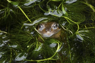 Common frog (Rana temporaria) adult amphibian on the water surface of a pond amongst pond weed,