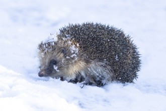European hedgehog (Erinaceus europaeus) adult animal in a snow covered garden in winter, England,