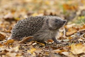 European hedgehog (Erinaceus europaeus) adult animal on fallen autumn leaves in a garden, England,